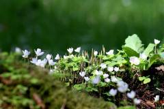 Blüten 