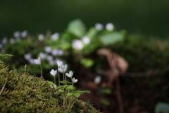 Blüten 