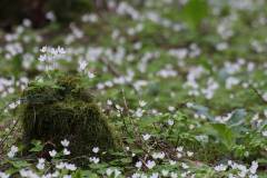 Blüten 