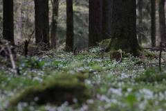 Blüten 