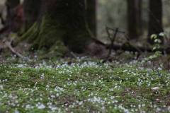 Blüten 