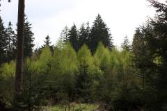 Bäume 