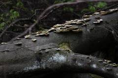 Pilze 