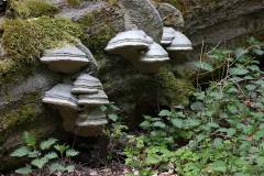 Pilze 