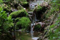 Wasser 