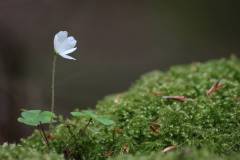 Blüten 