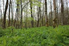 Wald 