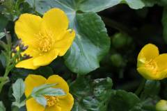 Blüten 