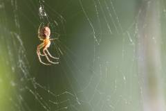 Insekten/Weichtiere 