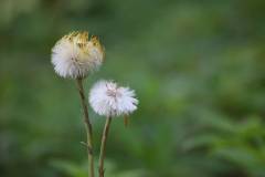 Blüten 