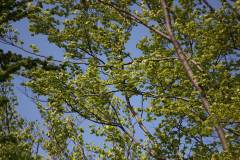 Wald 