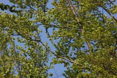 Wald 