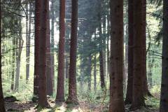 Wald 