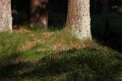 Wald 