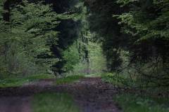 Wald 