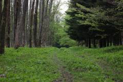 Wald 