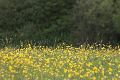 Blüten 