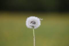 Blüten 