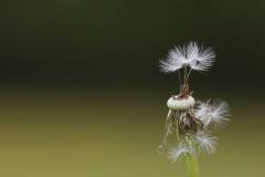 Blüten 