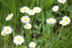 Blüten 
