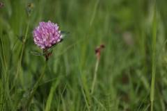 Blüten 