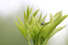 Insekten/Weichtiere 