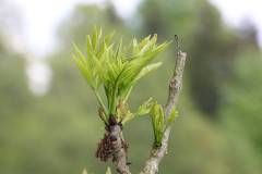 Bäume 