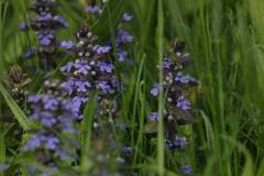 Blüten 