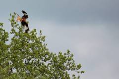 Vögel 