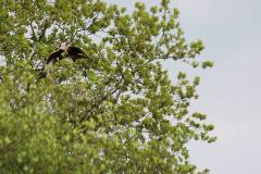 Vögel 