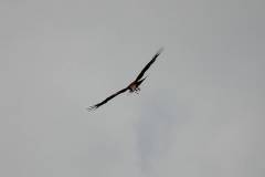 Vögel 