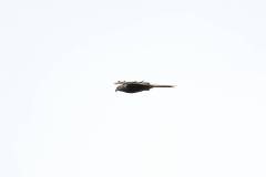 Vögel 