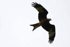 Vögel 