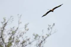 Vögel 