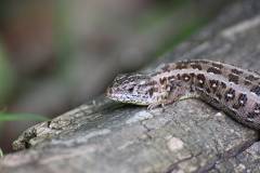 Amphibien/Reptilien 