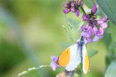 Blüten 