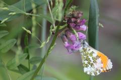 Blüten 