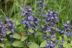 Blüten 