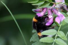 Blüten 