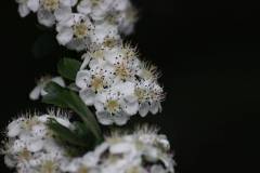Blüten 