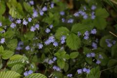 Blüten 