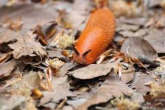 Insekten/Weichtiere 