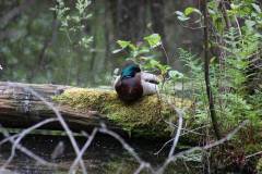 Vögel 