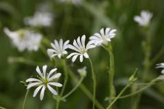 Blüten 