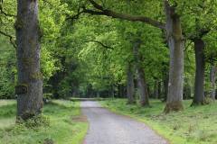 Wald 