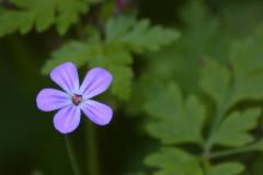 Blüten 
