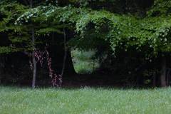 Wald 
