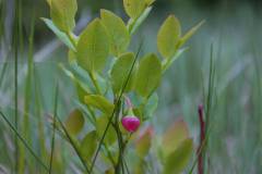 Blüten 