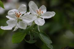 Blüten 