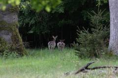Rehe 